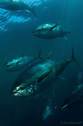 Schooling Tuna.  10-17mm wide angle lens with twin strobes. by Paul Colley 